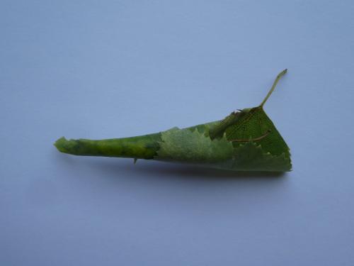 Anacampsis blattariella
