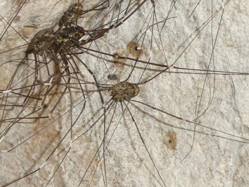 Réf. 290 619 : Leiobunum sp-a