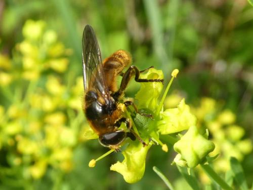 Réf. 290 387 : Merodon sp.