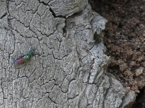 Chrysis sp.