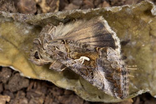 Autographa gamma
