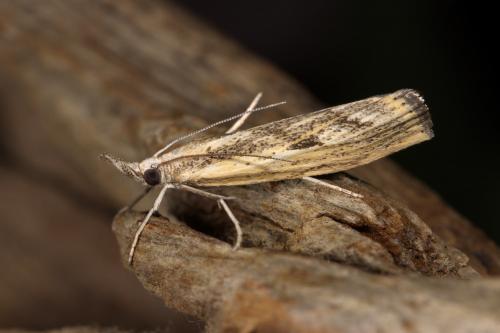 Réf. 290 456 : Agriphila inquinatella