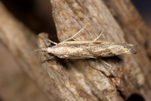 Réf. 290 455 : Agriphila inquinatella