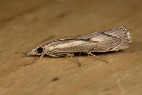 Réf. 290 463 : Agriphila geniculea