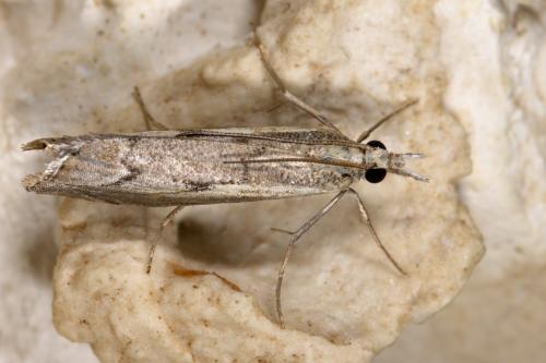 Réf. 290 464 : Agriphila geniculea