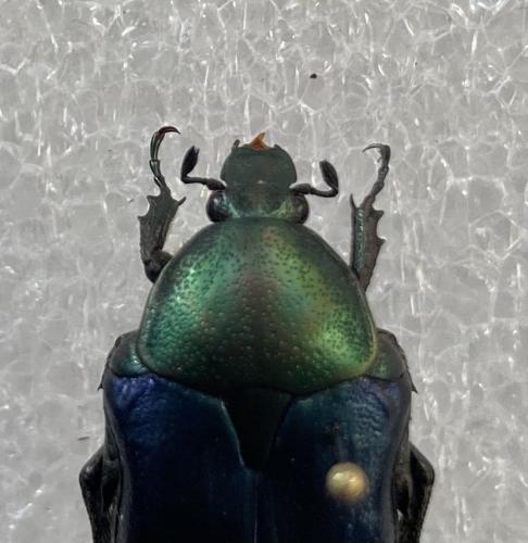 Réf. 290 401 : Cetonia aurata