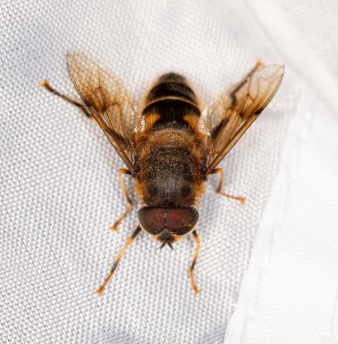 Eristalis pertinax