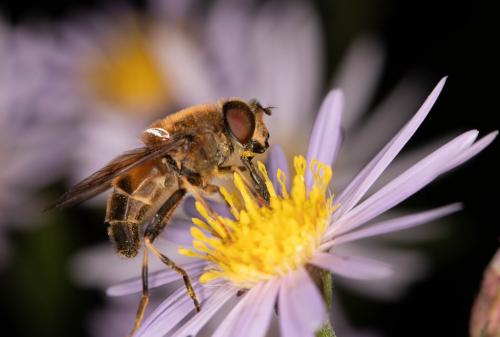 Eristalis pertinax