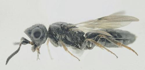 Sparasion cephalotes