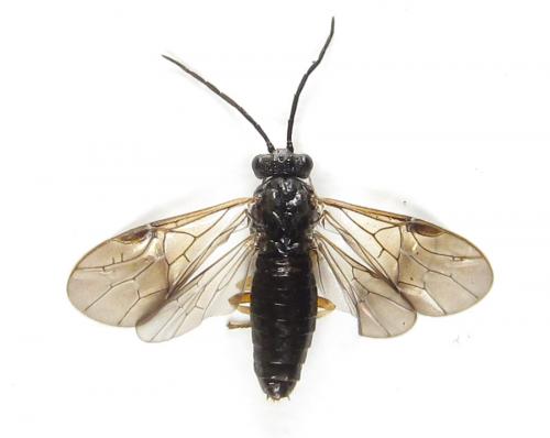 Priophorus compressicornis