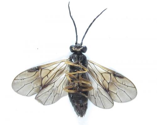 Priophorus compressicornis
