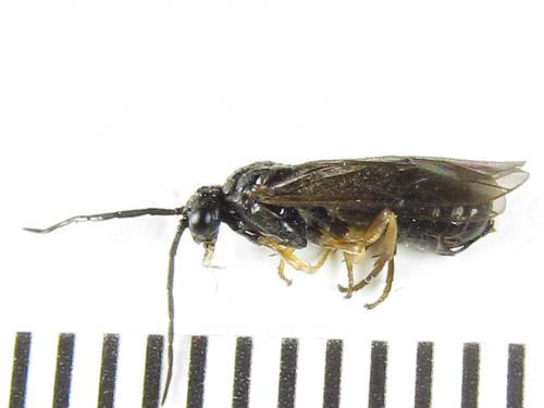 Priophorus compressicornis