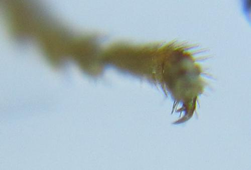 Priophorus compressicornis