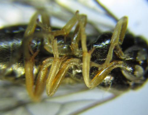 Priophorus compressicornis