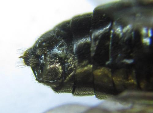 Priophorus compressicornis