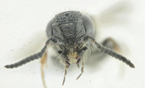 Sparasion cephalotes