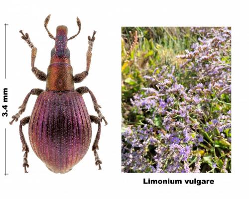 Réf. 290 171 : Pseudaplemonus limonii