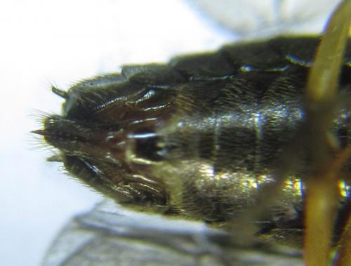 Priophorus compressicornis