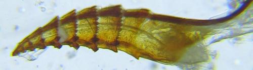 Priophorus compressicornis