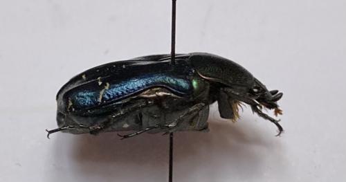 Réf. 290 504 : Cetonia aurata