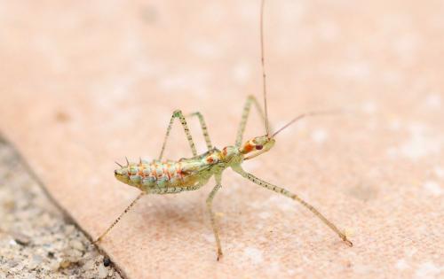 Réf. 290 345 : Zelus renardii