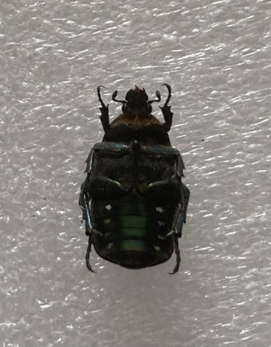 Réf. 290 423 : Cetonia aurata
