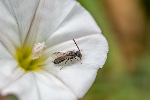 Lasioglossum sp.