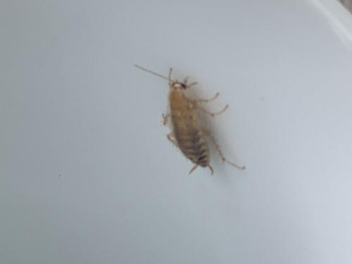 Planuncus vinzi