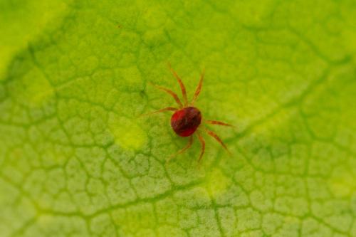 Anystis sp.