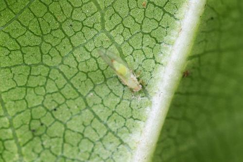 Trioza vitreoradiata