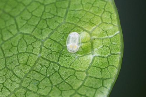 Réf. 290 592 : Trioza vitreoradiata