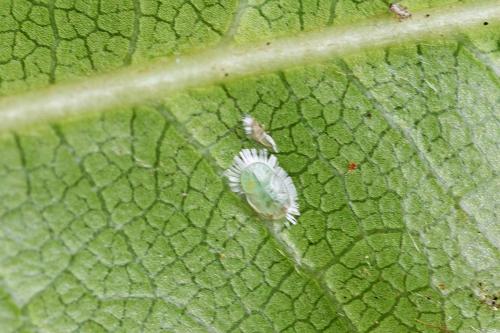 Trioza vitreoradiata