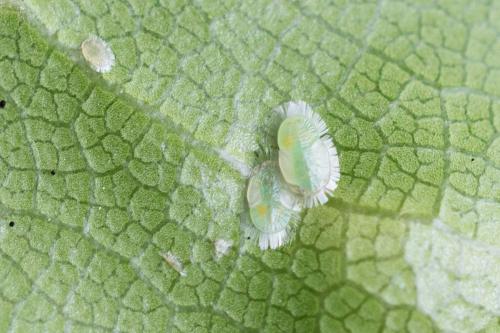 Trioza vitreoradiata