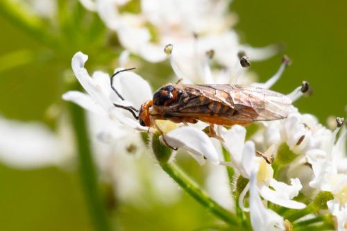 Réf. 290 129 : Nematinae inconnu
