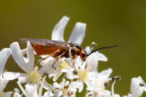 Réf. 290 130 : Nematinae inconnu