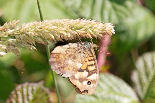 Pararge aegeria