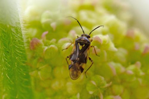 Réf. 290 132 : Orthops basalis