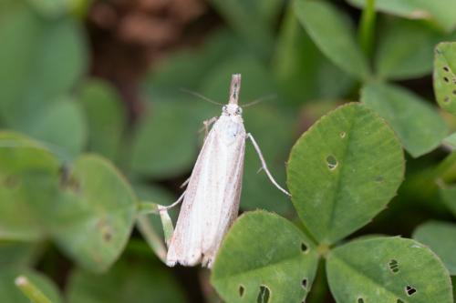 Chrysoteuchia culmella