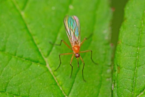 Empis lutea