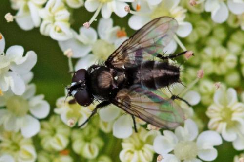 Rhinophora lepida