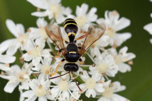 Réf. 290 133 : Gorytes sp.