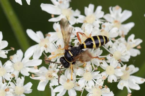 Réf. 290 134 : Gorytes sp.