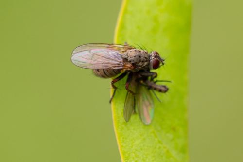 Réf. 290 155 : Coenosia tigrina