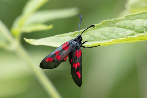 Réf. 290 136 : Zygaena trifolii