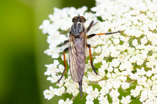Neoitamus sp.