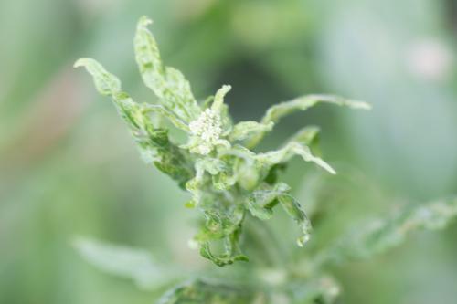 Réf. 290 248 : Aceria eupatorii