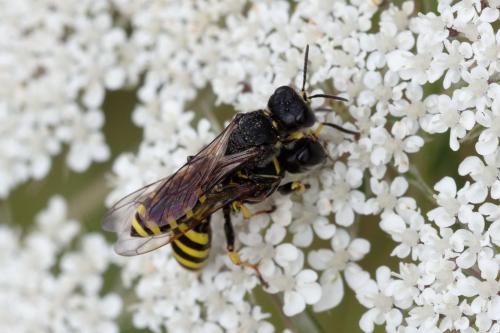 Ectemnius lituratus