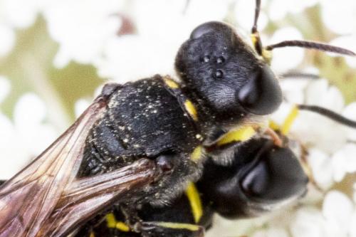 Ectemnius lituratus