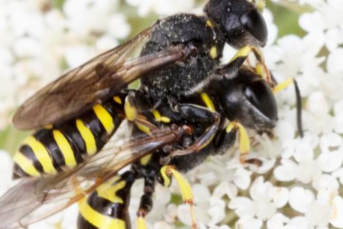 Réf. 290 396 : Ectemnius cephalotes