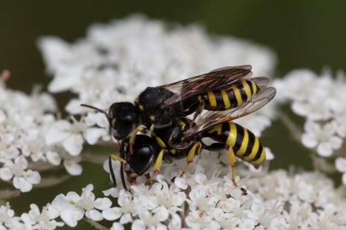 Ectemnius lituratus